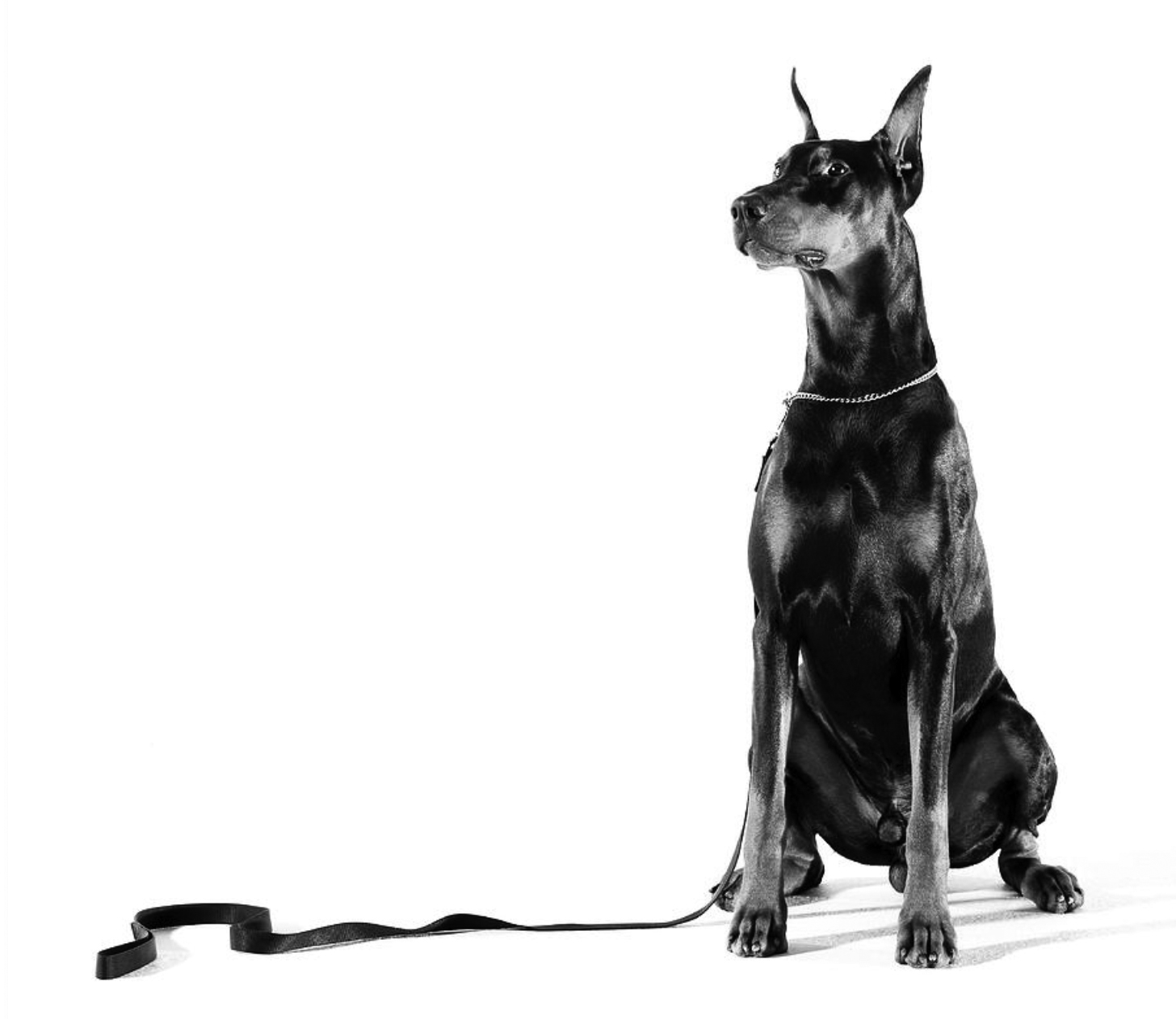 JoAnne's Workshop: Your First Obedience Show - The Doberman Network