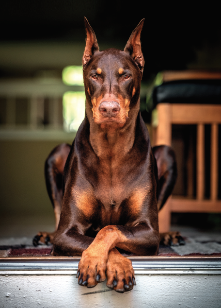 what is doberman famous for?