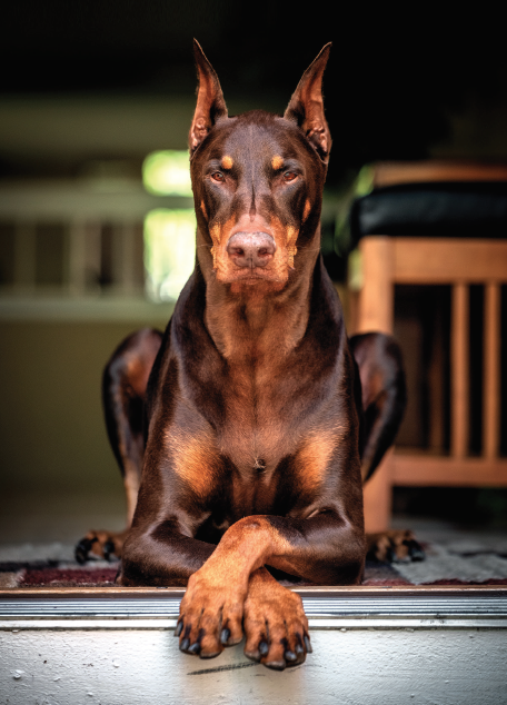 where does ruby the doberman live?